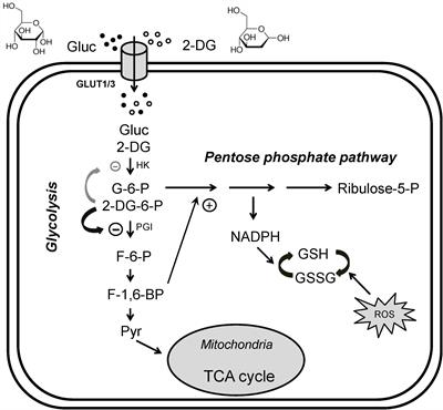 2-Deoxyglucose and Beta-Hydroxybutyrate: Metabolic Agents for Seizure Control